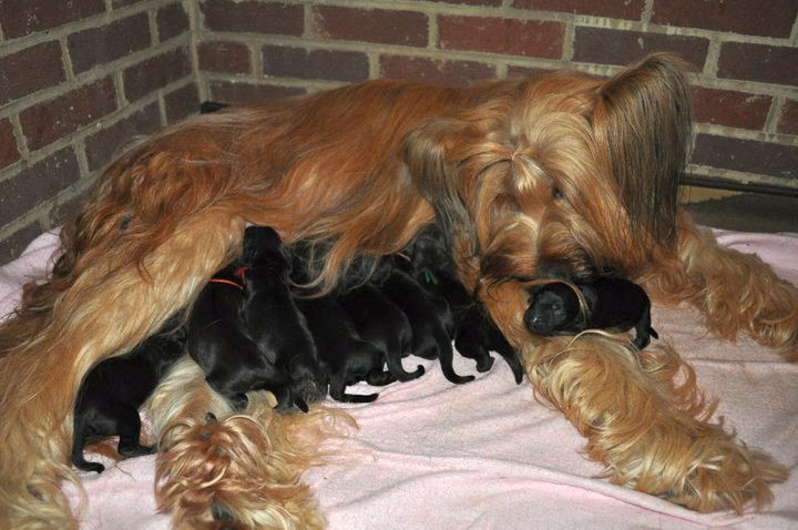 Cedar and nine new puppies